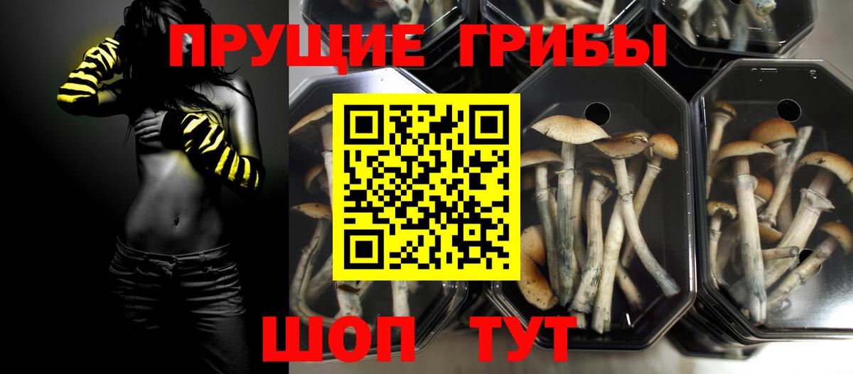 Муром  Галлюциногенные грибы Psilocybe  Псилоцибиновые грибы GOLDEN TEACHER  купить наркоту  Вход с VPN 